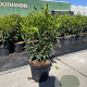Prunus l. 'Angustifolia' 40-50 cm 5,0L