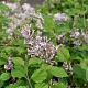 Syringa meyeri 25-30 cm 3,5L