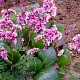 Bergenia 'Pink Dragonfly' GM P9