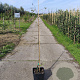 Cydonia o. 'Champion' 125-150 cm 10L