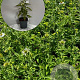 Echinacea p. 'Alba' GM 2,0L
