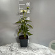 Echinacea p. 'Alba' GM 2,0L