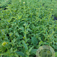 Echinacea p. 'Alba' GM 2,0L