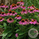 Echinacea p. Powwow Wild Berry GM P9