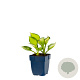 Hosta 'Colored Hulk' GM  P11