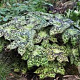Podophyllum 'Spotty Dotty' GM P9