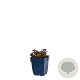 Sedum spurium 'Fuldaglut' GM  P11