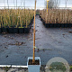Toona sinensis 30-40 cm P15