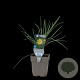 Tragopogon pratensis GM  P11