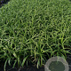 Liriope muscari 'Monroe White' GM P9