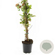 Parthenocissus quinq.engelmannii GM C1.3