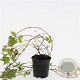 Parthenocissus quinq.engelmannii GM C1.3