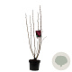 Ribes sang. 'King Edward VII' 60-80 cm 4,5L