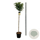 Hydrangea pan. Candlelight 120 cm stam 15L