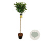 Hydrangea pan. Candlelight 120 cm stam 15L