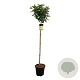 Hydrangea pan. Candlelight 120 cm stam 15L
