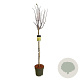 Hydrangea pan. Candlelight 120 cm stam 15L