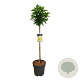 Hydrangea pan. Candlelight 90 cm stam 15L