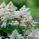 Hydrangea pan. Early Harry 120 cm stam 15L