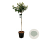 Hydrangea pan. Early Harry 120 cm stam 15L