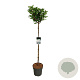 Hydrangea pan. Early Harry 120 cm stam 15L
