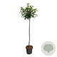 Hydrangea pan. Vanille-Fraise 120 cm stam 15L
