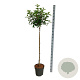 Hydrangea pan. Vanille-Fraise 120 cm stam 15L