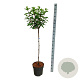 Hydrangea pan. Vanille-Fraise 90 cm stam 15L