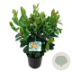 Prunus l. Bonaparte 50-60 cm 6L
