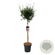 Syringa Bloomerang Dark Purple 90 cm stam 15L