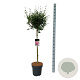 Syringa Bloomerang Dark Purple 90 cm stam 15L