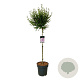 Syringa meyeri Flowerfesta Purple 90 cm stam 15L
