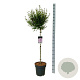 Syringa meyeri Flowerfesta Purple 90 cm stam 15L