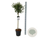 Syringa meyeri Flowerfesta White 90 cm stam 15L