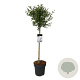 Syringa meyeri Flowerfesta White 90 cm stam 15L