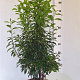 Prunus l. 'Angustifolia' 80-100 cm 10L