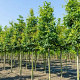 Quercus petraea 14-16 HO draadkluit