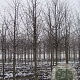 Tilia cordata 18-20 HO draadkluit
