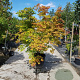 Acer palmatum 200-250 cm container solitair