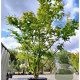 Acer palmatum 450-500 cm container solitair