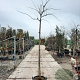 Albizia julibr. Ombrella 200 cm stam container 10-12 lei 150x120
