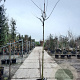 Albizia julibr. Ombrella 200 cm stam container 12-14