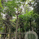 Albizia julibrissin 220 cm stam container 18-20 lei 150x120