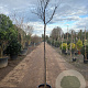 Cercis can. 'Forest Pansy' 220 cm stam container 8-10