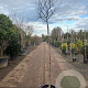 Cercis can. 'Forest Pansy' 240 cm stam container 8-10