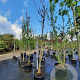Cercis siliquastrum 200 cm stam container 12-14