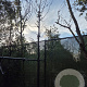 Cercis siliquastrum 200 cm stam container 20-25 leiboom