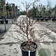 Cornus controversa 'Variegata' 100-125 cm 35L