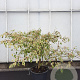 Cornus controversa 'Variegata' 125-150 cm 50L