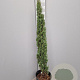 Cupressus semp. 'Pyramidalis' 125-150 cm container 